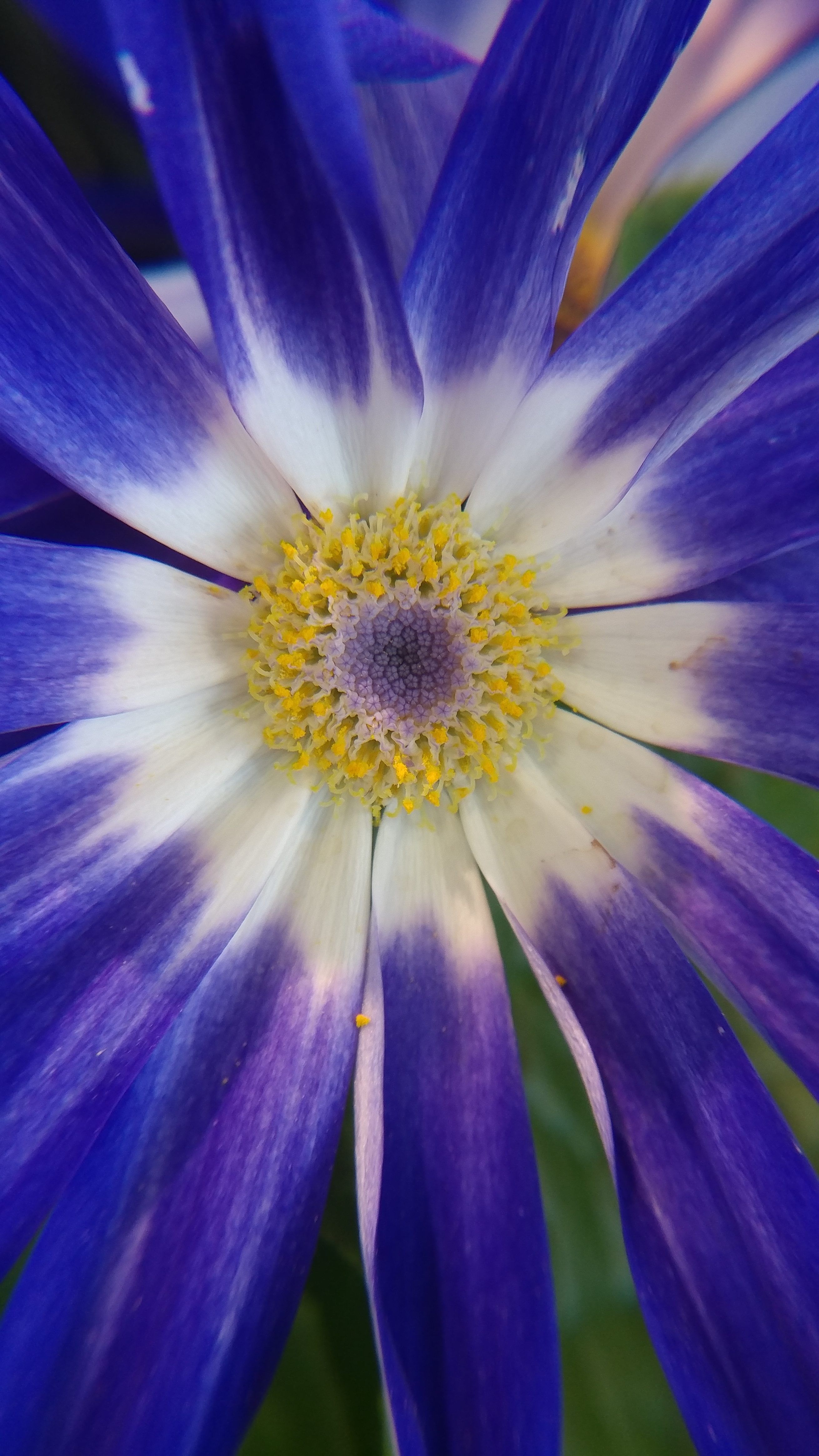 close up of purple flower with white and yellow center